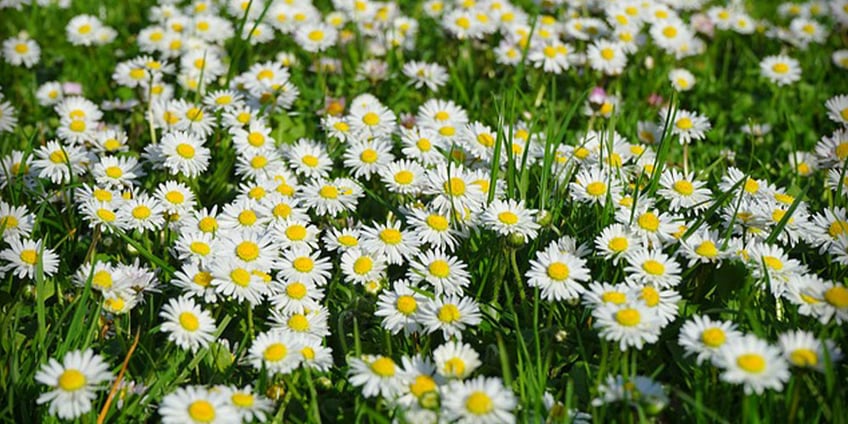 gänseblümchen-daisies-frühlingsblume