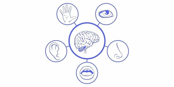 Comment Fonctionne Notre Système Nerveux ? 