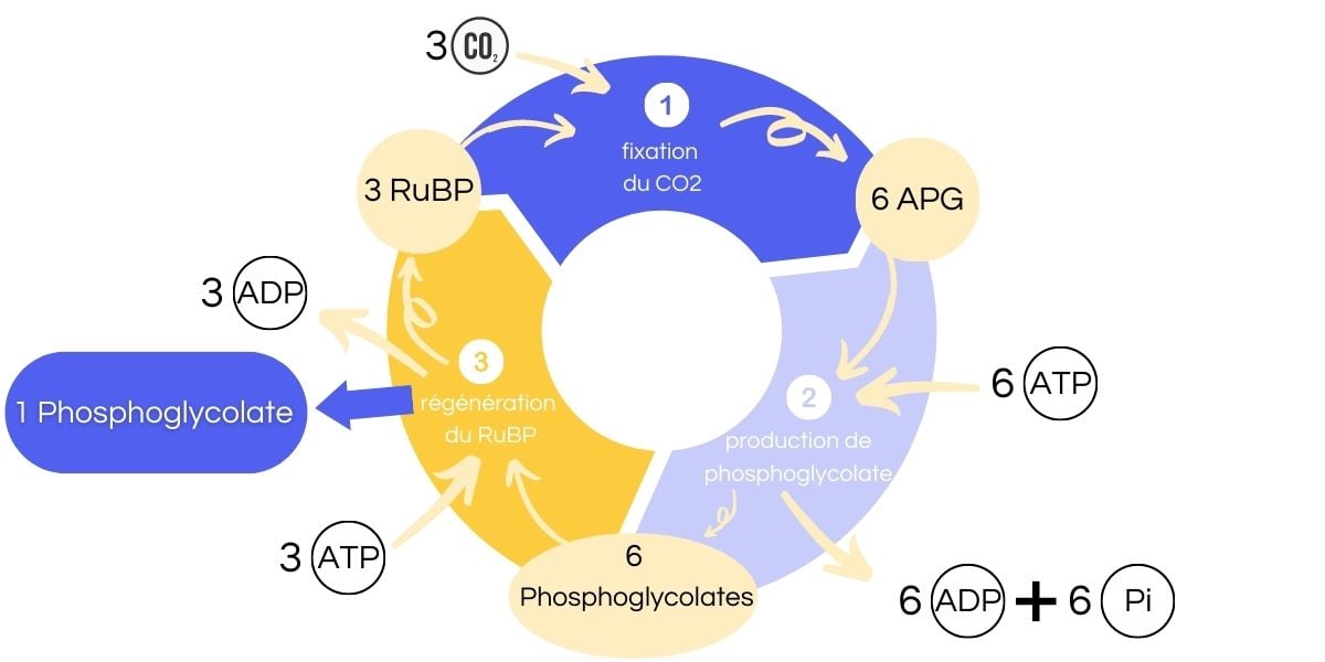 Schéma photosynthèse