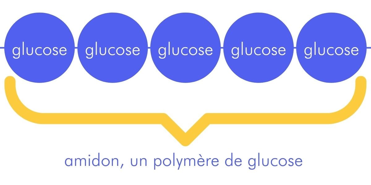 Photosynthèse  glucose