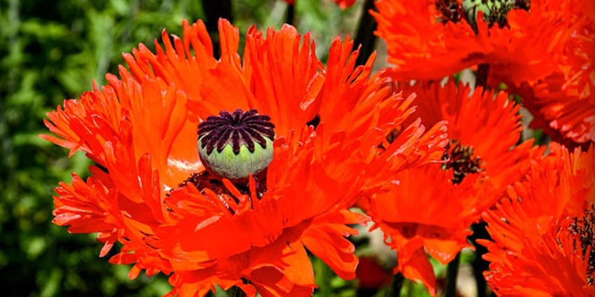türkischer-mohn-poppy-frühlingsblume