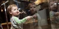 Boy in museum standing against glass
