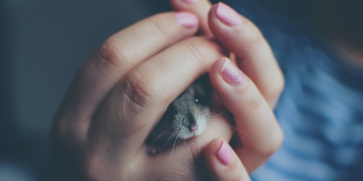 small-pets-for-children-mouse