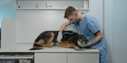 What GCSEs Do You Need to Be a Vet?